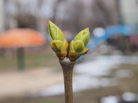 Blossoming buds of the plant. The trees in the spring. Macro.の写真素材
