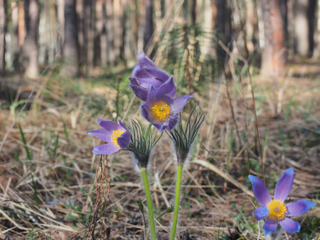 Blooming buds of flowers pasque-flower. The first spring flowers of the forest. Macro.