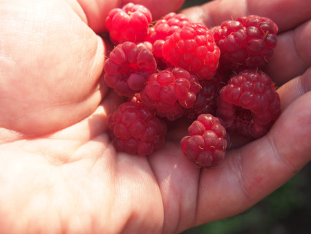 Ripe raspberries in the palms. Harvest. Gardening. Macro.