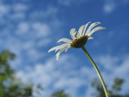 The flower Bud of the Daisy against the sky. A picture of a flower.の写真素材