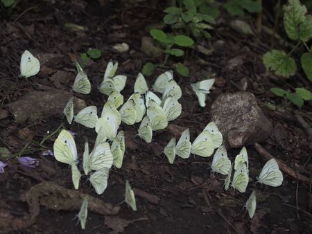 A group of white butterflies sitting on the ground. Macro.の写真素材