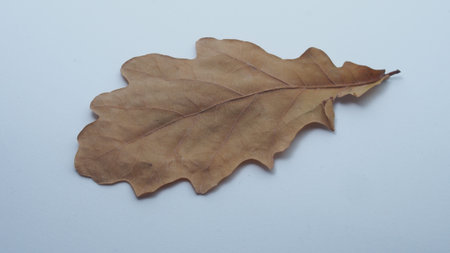 Dried autumn oak leaf. On a white background. Close-up.