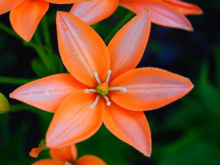 Full bloom lilies pink. Garden flower. Floriculture. Close-up.の写真素材