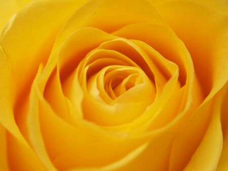 A rose Bud. Expanded yellow flower petals. Macro.の写真素材