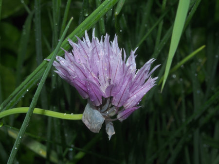 Little drops of dew on the flowers of onions. Macro.