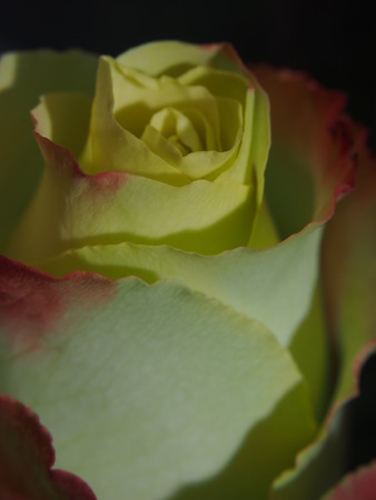 Blossoming rose. Bud of yellow petals with a red border. Macro mode.の写真素材