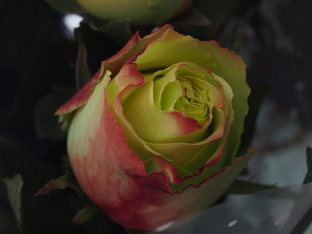 Blossoming rose. Bud of yellow petals with a red border. Macro mode.の写真素材