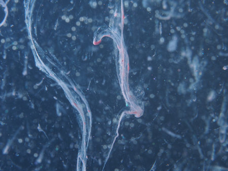 A drop of pink paint drops in the water. The abstract photograph. Close up.