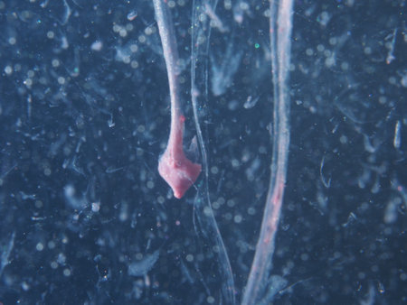 A drop of pink paint drops in the water. The abstract photograph. Close up.の写真素材