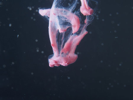 A drop of pink paint drops in the water. The abstract photograph. Close up.の写真素材