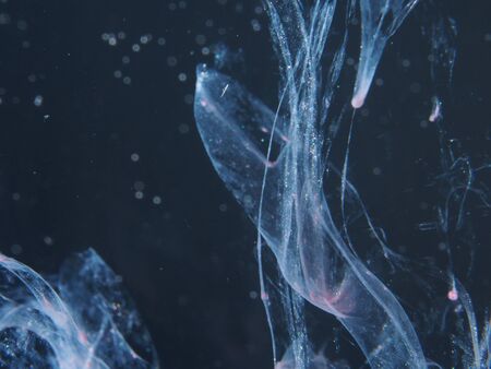 A drop of pink paint drops in the water. The abstract photograph. Close up.の写真素材