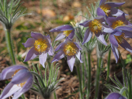 In the forest blossoms of the rock-lily. The first spring forest flower. Close up.