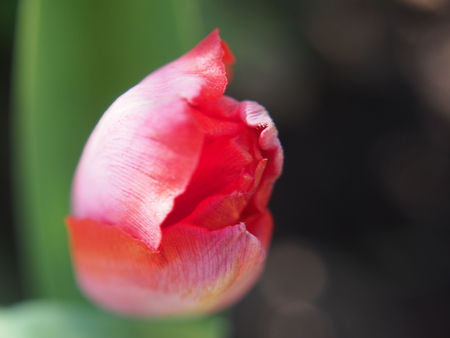 Red petals of a Bud of a Tulip. Garden flowers. Macro mode.の写真素材