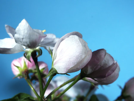 Apple tree blooms. White petals of the opened flower buds. Close up.の写真素材