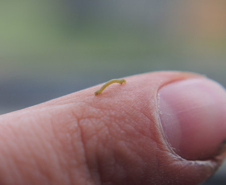 Very small caterpillar crawling on a human finger. Macro mode.