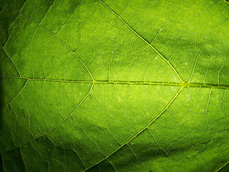 Green leaf of the plant to the lumen. The structure of the plant leaf. Macro mode.の写真素材