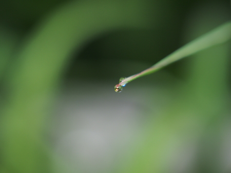A drop of water hanging on a leaf of the plant. After the rain. Macro mode.の写真素材
