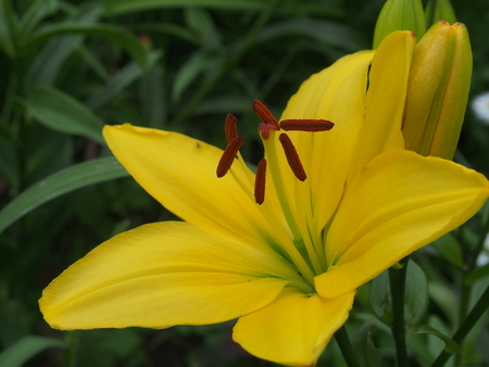 Yellow Lily Bud. Yellow petals. Garden flowers. Close up.の写真素材