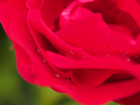 Closeup of the petals of a Bud of a red rose. Close up.の写真素材