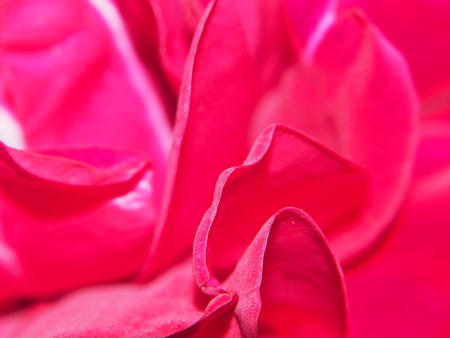 Closeup of the petals of a Bud of a red rose. Close up.の写真素材