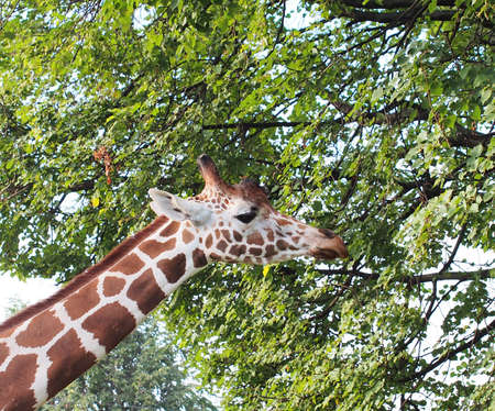 Giraffe eats foliage from tree branches.の写真素材