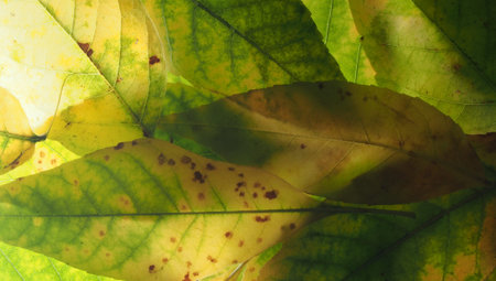 Fallen autumn leaves on the lumen. Texture. A background photo. Close up.