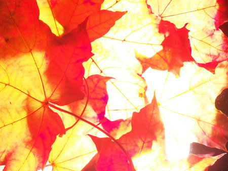 Red autumn fallen maple leaves on the lumen.  Close up. Defoliation. Texture.