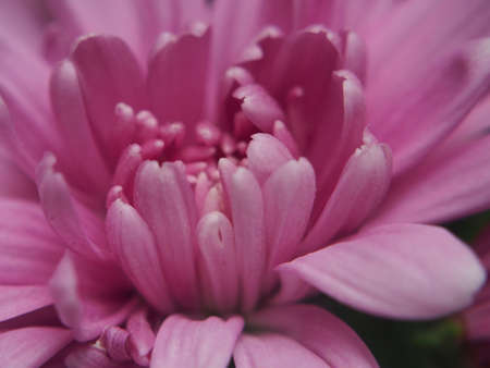 Purple petals of a blooming chrysanthemum bud. Closeupの写真素材