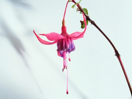 Red buds of fuchsia flowers. Floriculture. Close up.の写真素材