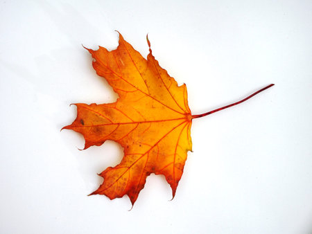 Fallen autumn maple leaf on white background. Defoliation. Close up