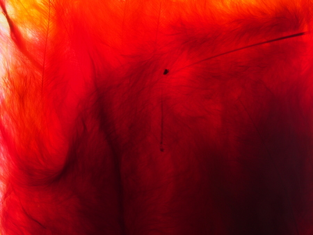 Red, yellow, white, purple feathers. Multi-colored pattern. Abstract background picture.の写真素材