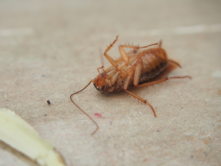 Dead cockroach lying on sticky paper. The corpse of the insect. Macro photography.の写真素材