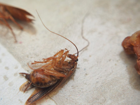 Dead cockroach lying on sticky paper. The corpse of the insect. Macro photography.