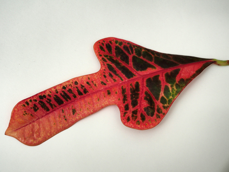 Multicolored sheet of Croton. Exotic domestic plant. Photo on white background.の写真素材