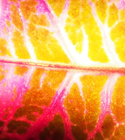 Close-up of a sheet of cardboard. The texture of the plant leaf. Macro photo.の写真素材