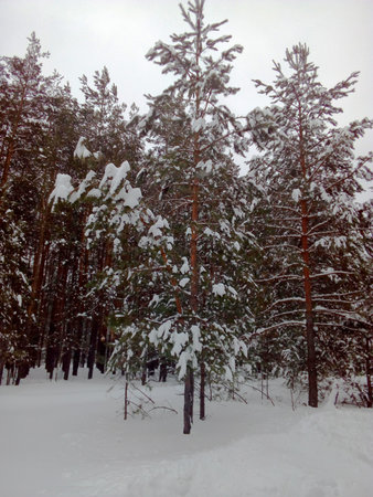 There are trees covered with snow in the forest. This is winter.の写真素材