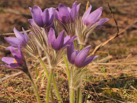 The buds of rock-lily bloom in the forest. Spring flowers. Nature.