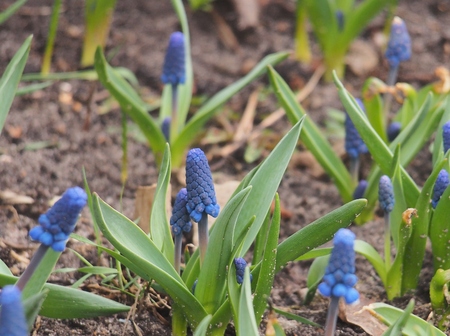 Blue flower buds of the hyacinth. Spring flowers. Gardening. Nature.の写真素材