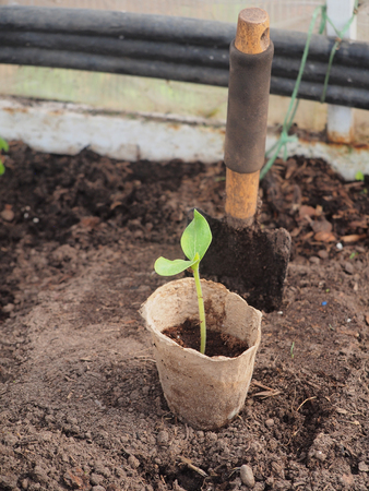 Seedlings of courgettes in a peat Cup. Next to the Cup, stuck the scoop. Olericulture.の写真素材
