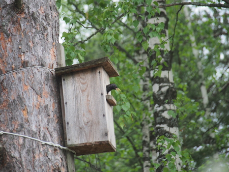 Starling near the birdhouse. Artificial bird's nest. Wildlife.の写真素材
