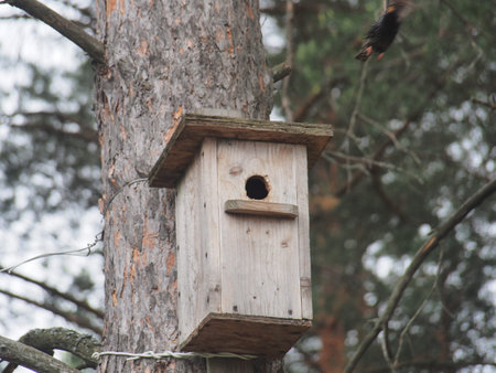 Starling near the birdhouse. Artificial bird's nest. Wildlife.