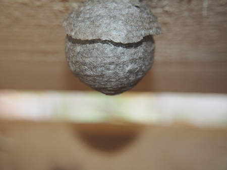 The wasp builds a spherical nest. Dangerous insect. Animal.の写真素材