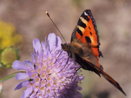 A butterfly with red wings collects nectar from flowers. Close up.の写真素材