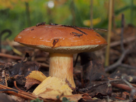 Boletus mushroom grows in the forest. Wildlife. Edible mushroom. Close up.