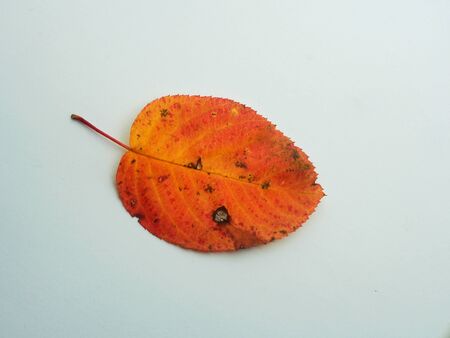 Fallen autumn leaf shadberry. Autumn foliage. Yellow, red, brown. Photo on white background.の写真素材