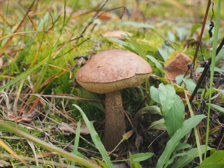 Brown cap boletus grows on the ground in the forest. Close up. Edible mushroom. Birch mushroom.