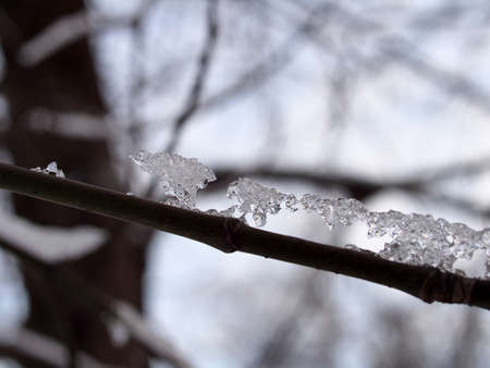 Frost of a strange shape lies on the branch of the tree. Close-upの写真素材