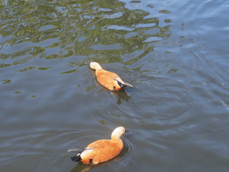 Shelducks. The duck is light brown. Wild bird. Wild animal.の写真素材