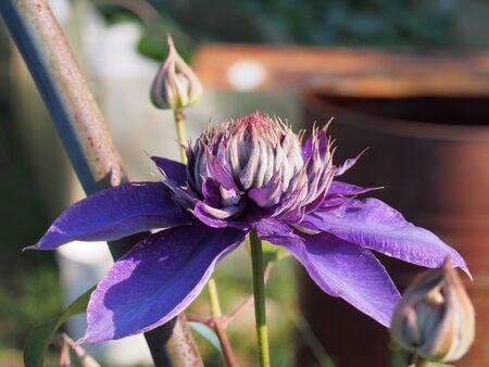 View from the side of a purple clematis flower Bud. Close up.の写真素材