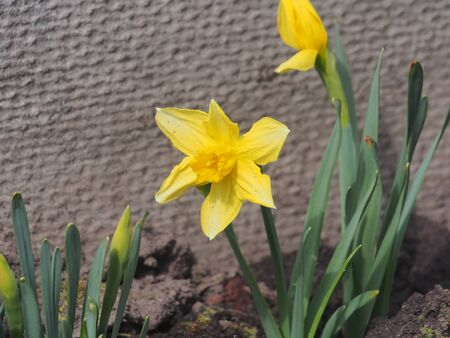 Daffodils with yellow petals bloom. Spring garden flowers. Floriculture.の写真素材